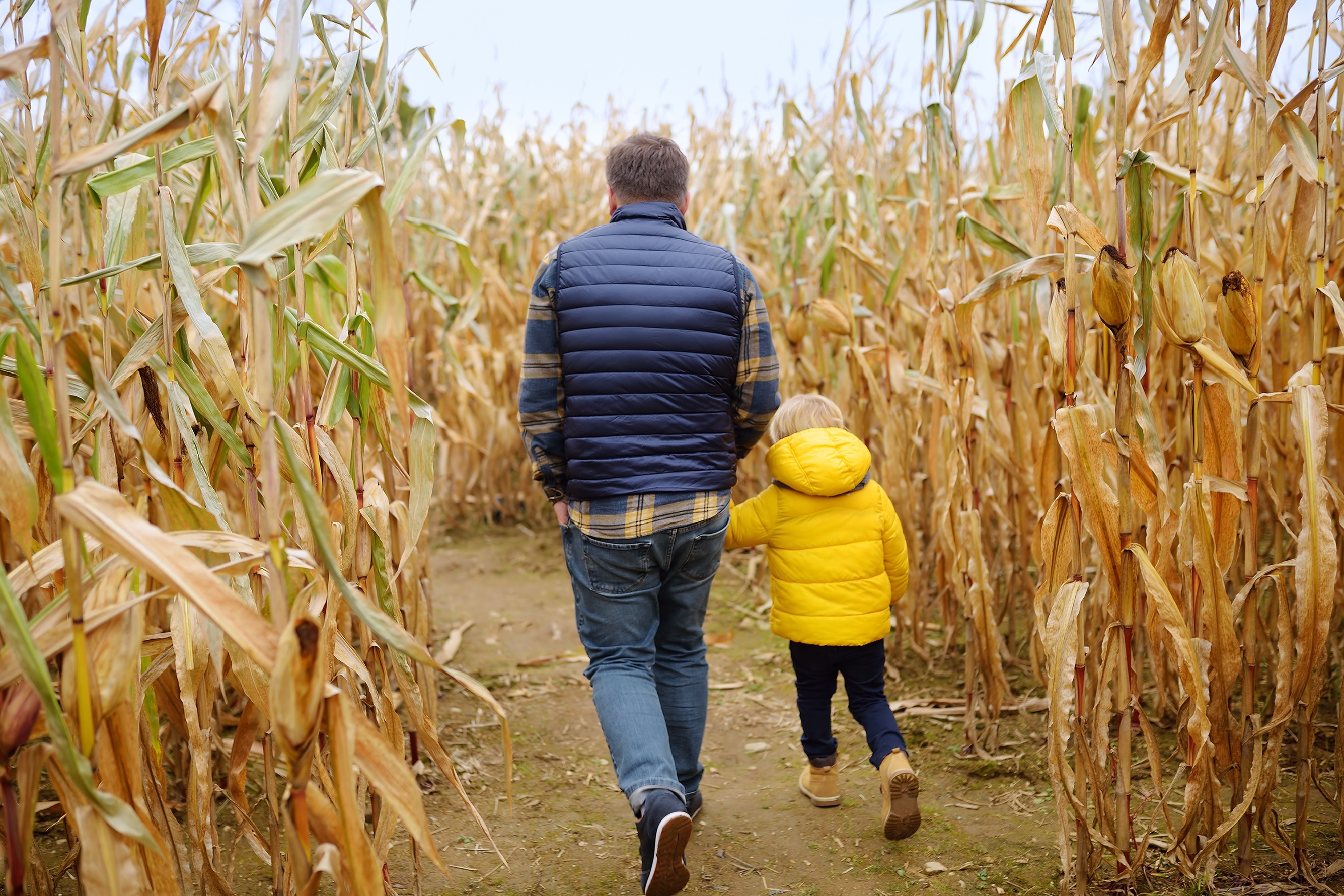 Parent and child walking in corn maze